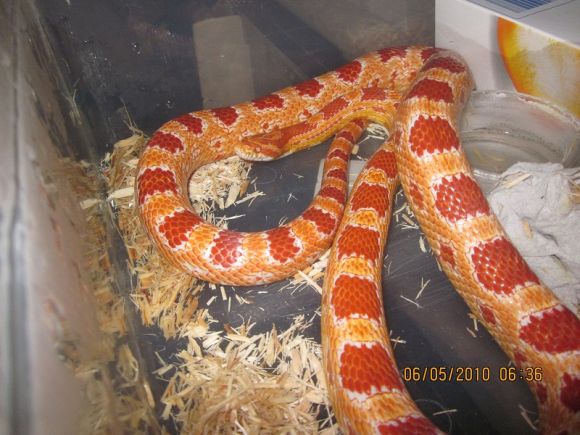 Pantherophis guttatus  albina - maschio adulto 